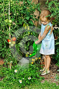 Cute little girl watering tomato and flowers in the backyard