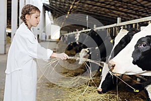 Cute little girl in white robe gives hay to cows