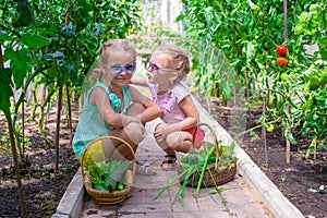 Cute little girls collect crop cucumbers in the
