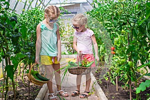 Cute little girls collect crop cucumbers in the