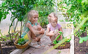 Cute little girls collect crop cucumbers in the