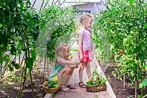 Cute little girls collect crop cucumbers in the
