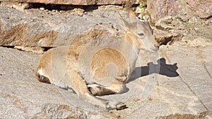 Cute little goatling with small horns laying on rocks in mountains. Yeanling relaxing outdoors