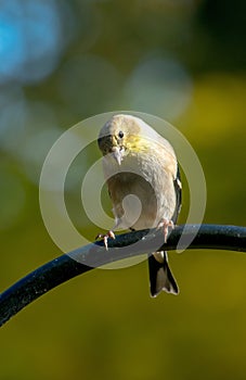 cute little golden finch sits on his perch on a beautiful fall day