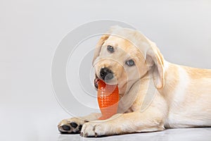 Cute little golden labrador retriever puppy lying on floor merrily biting orange plastic toy isolated on white. photo