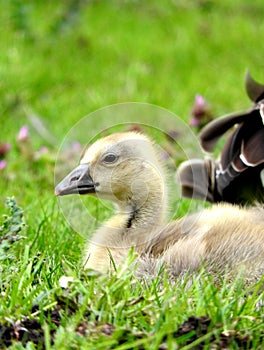Cute little goose chick