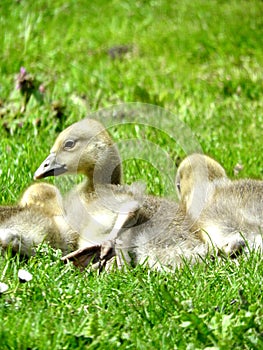 Cute little goose chick in the grass