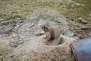 Cute little Gopher at the zoo.