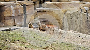 Cute little Gophers at the zoo.