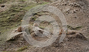 Cute little Gophers at the zoo.