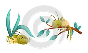Cute Little Grasshopper Character Hiding Under Leaf Shivering with Fear and Lying on Tree Branch Vector Set