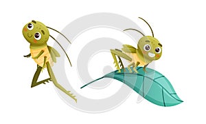 Cute Little Grasshopper Character Sitting on Green Leaf and Jumping Vector Set