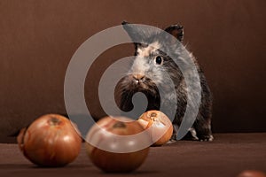 Cute little gray-brown rabbit with onions on a brown background