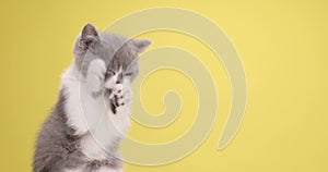 Cute little gray cat playing in studio