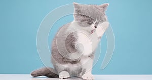 Cute little gray cat playing in studio