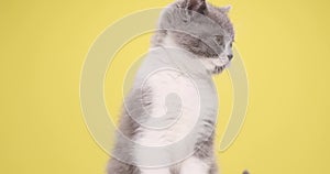 Cute little gray cat playing in studio