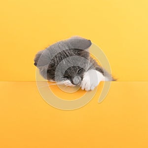 Cute little gray cat, on a yellow background, looks and plays. Buisiness banner, concept, copy space photo