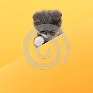 Cute little gray cat, on yellow background, looks and plays. Buisiness banner, concept, copy space photo