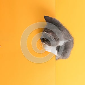 Cute little gray cat, on yellow background, looks and plays. Buisiness banner, concept, copy space photo