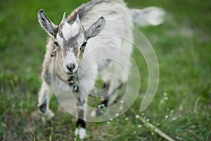 cute little gray goat on the summer meadow