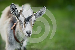 cute little gray goat on the summer meadow