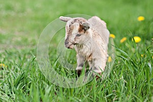 Cute little gray goat on the summer meadow