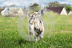 Cute little gray goat on the summer meadow