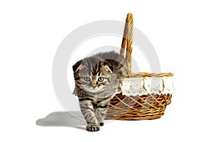 Cute little gray kitten looks out of the basket. on a white background