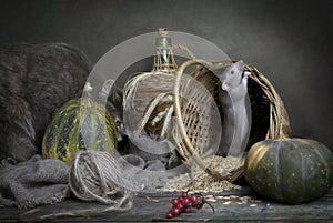 Cute little gray rat, mouse in a basket with corn and pumpkins and big gray cat. Still life in vintage style with a live rat.