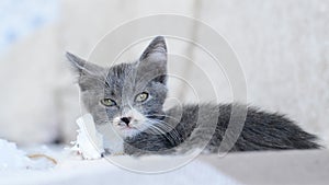 Cute little gray-and-white kitten closes its eyes and falls asleep on couch. Cat sleeps on home bed. Funny animal kids