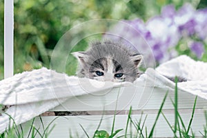 Cute little gray and white kitten sitting in wooden basket. Lovely pet on background of grass and flowers