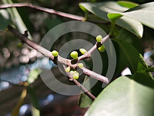 Cute little green buds, The unbloomed Madan flowers photo