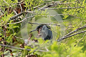 Cute little green heron Butorides virescens