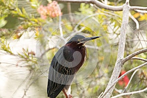 Cute little green heron Butorides virescens in a marsh