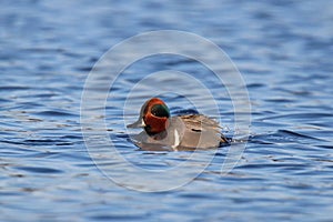 Cute Little Green Winged Teal photo