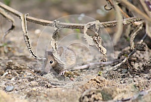 Cute little grey-brown mouse scurrying through the undergrowth