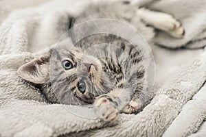 Cute little grey kitten