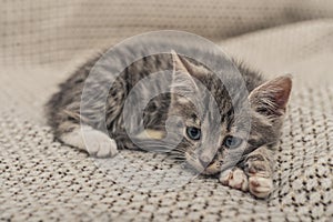 Cute little grey kitten