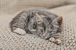 Cute little grey kitten