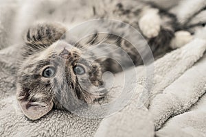 Cute little grey kitten