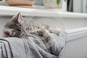 Cute little grey kitten