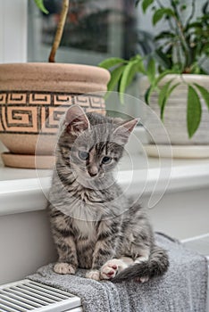 Cute little grey kitten