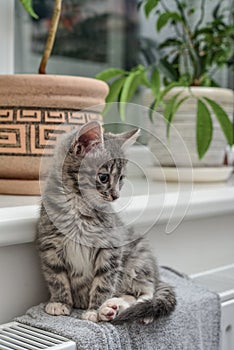 Cute little grey kitten