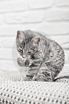 Cute little grey kitten