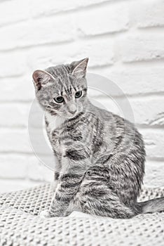 Cute little grey kitten