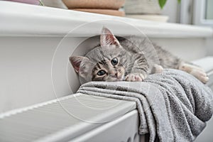 Cute little grey kitten