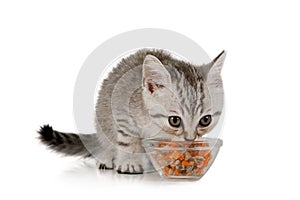 Cute little grey kitten eating food from cat bowl