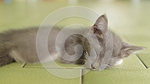 Cute little grey kitten on the floor