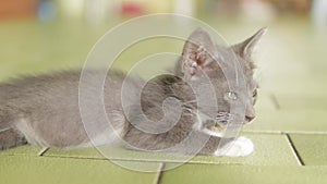 Cute little grey kitten on the floor