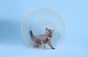 Cute little grey kitten on light blue background